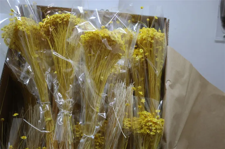 Dried Glixia Yellow 30 cm