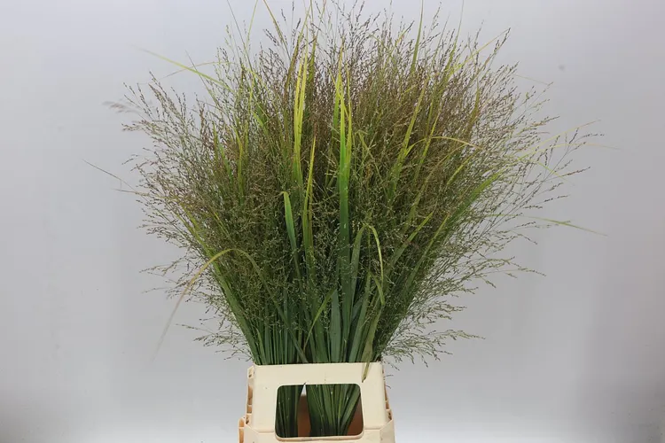 Panicum Vi Northwind 100 cm