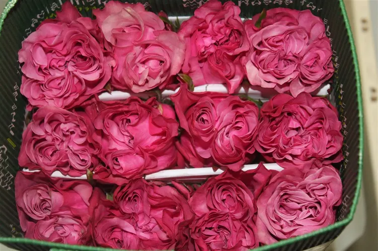 Rosa Gr Ec Country Blues 50 cm
