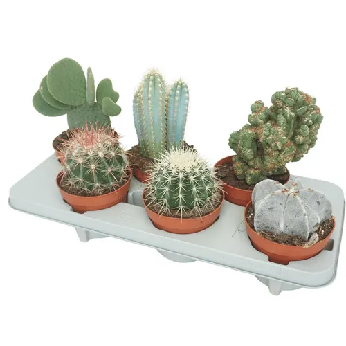 Cactus Mix 13 Cm črepník 13 cm
