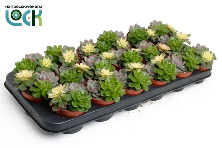 Echeveria Trio črepník 8,5 cm