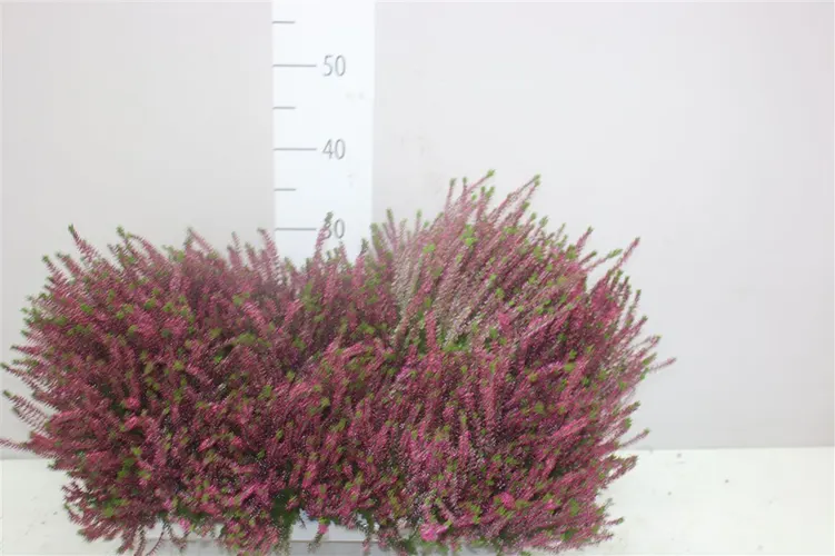 Calluna G.girls Lila črepník 11 cm