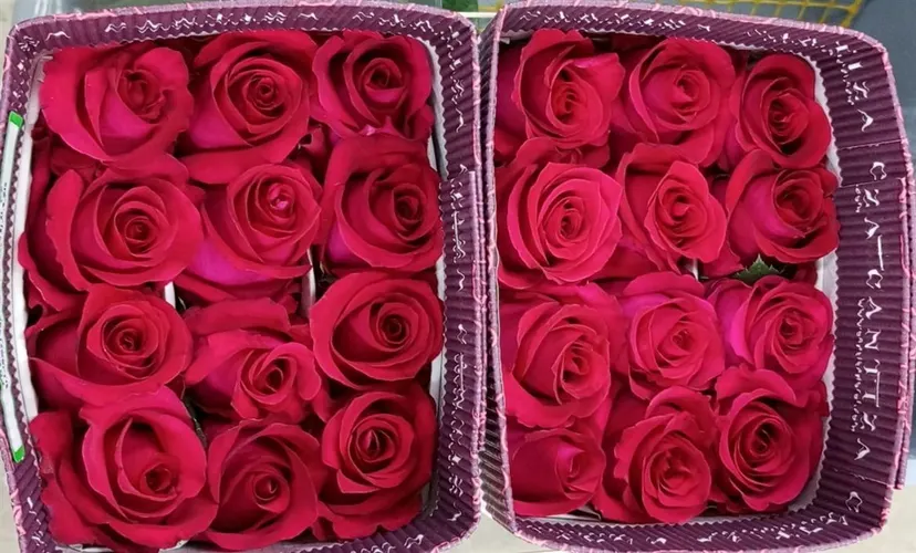 Rosa Gr Ec French Kiss 50 cm