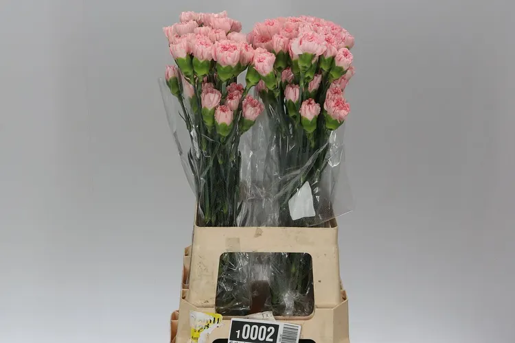 Karafiát Pale Pink 70 cm