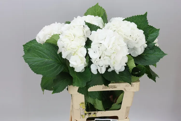 Hyd Schneeball 65 cm