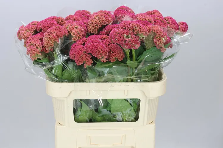 Celosia Reprise Rose 72 cm
