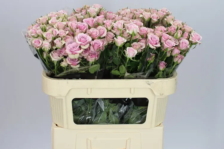 Rosa Tr Leila 70 cm