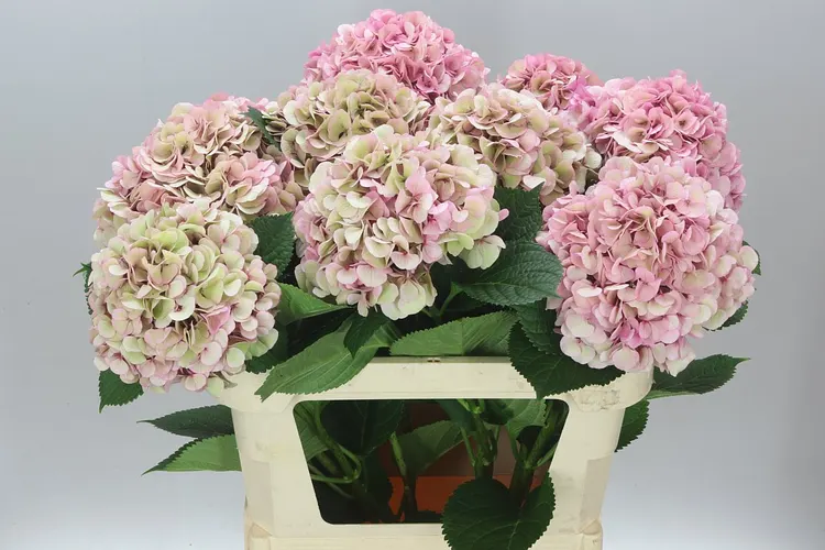 Hyd Vienna Classic 80 cm