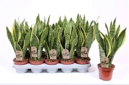 Sansevieria Laurentii črepník 12 cm