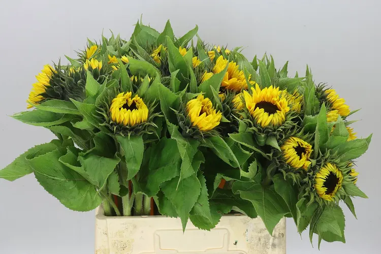 Helianthus A Sun Orange 65 cm
