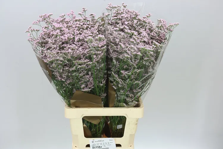 Limónium Saf Oshi Pink 70 cm