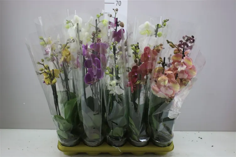 Orchidea Phalaenopsis mix, 3 výhony črepník 12 cm