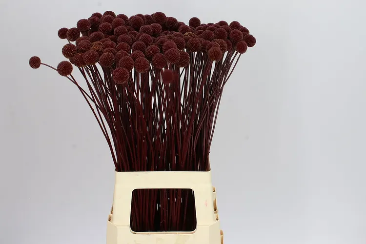 Craspedia Painted Bordeaux 60 cm