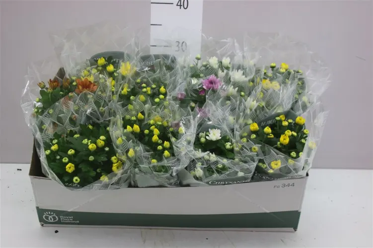 Chrysanth Gemengd črepník 12 cm