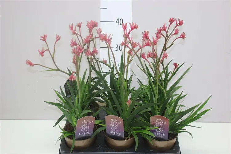 Anigozanthos Roze črepník 12 cm