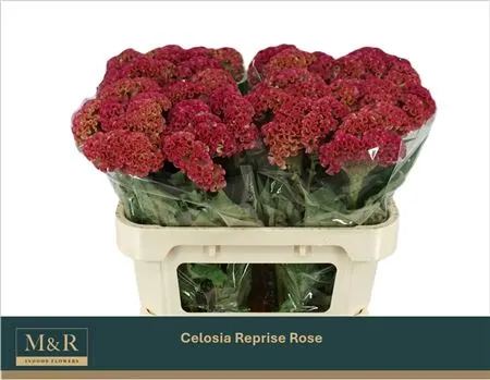 Celosia Reprise Rose 72 cm