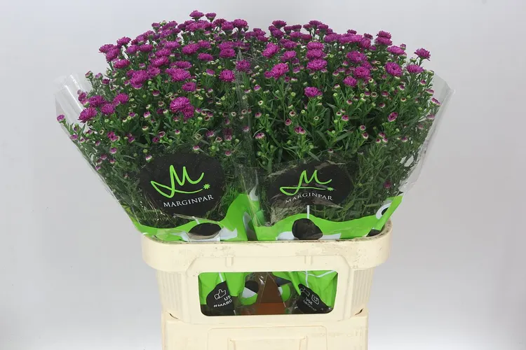 Aster Flash 80 cm