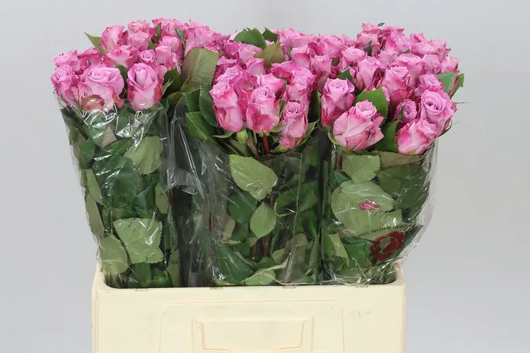Rosa Gr Maritim 60 cm