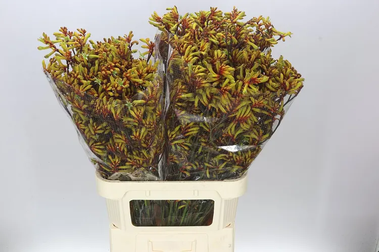 Anigozanthos Gold Fever 80 cm