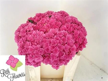 Hortenzia Kiss 50 cm