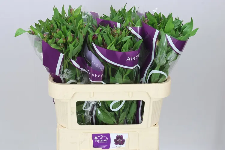 Alstro Carline 70 cm