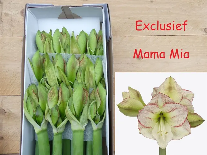 Amarylis Mama Mia 80 cm