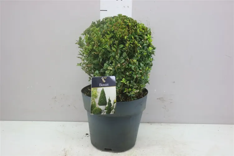 Krušpán Semp Bol 25cm črepník 23 cm