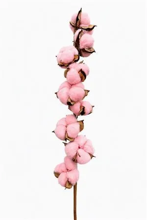 Cotton Dyed 9 Balls Light Pin 60 cm