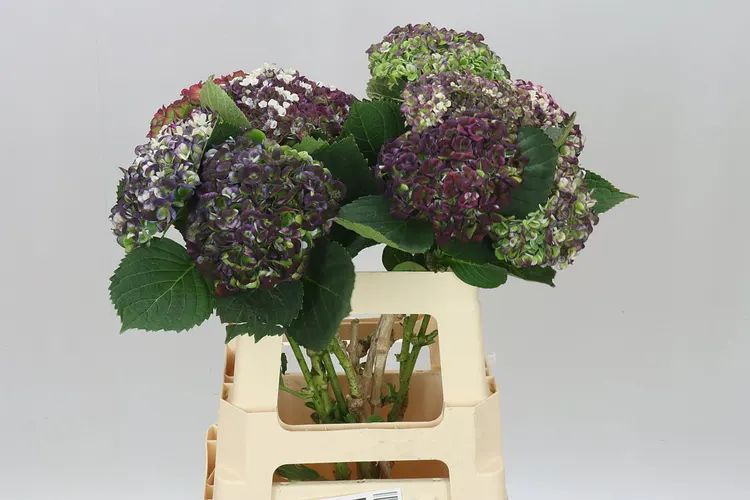 Hortenzia Revolution Classic 60 cm