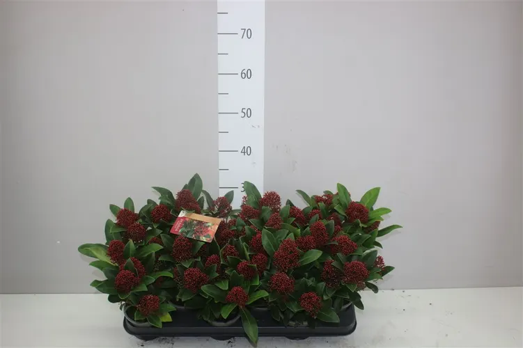 Skimmia Jap. Rubella 5+ črepník 10,5 cm