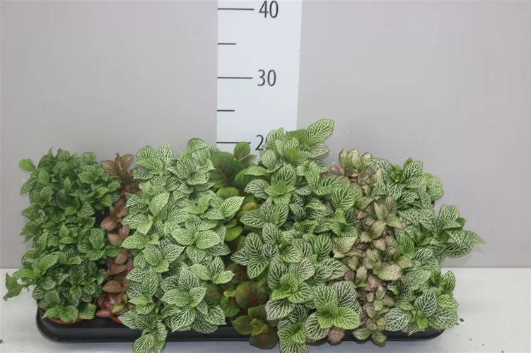 Fittonia Gemengd črepník 8,5 cm