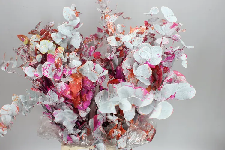 Cinerea Picasso Purple 70 cm