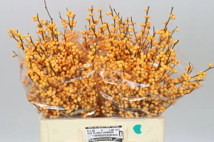 Ilex Golden Verboom 60 cm