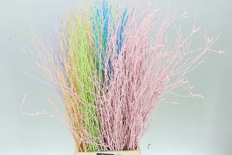 Breza mix 70 cm