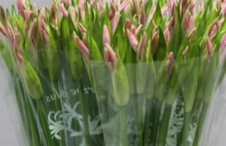 Nerine Pale Pink 60 cm
