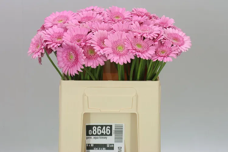 Germ. Aqua Kimsey 50 cm