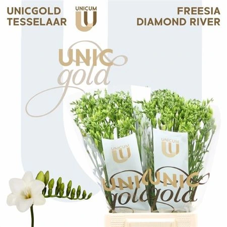 Frézia jednoduchá Diamond River 52 cm