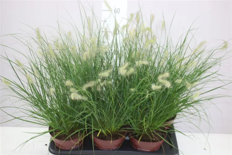 Pennisetum Al Little Bunny črepník 17 cm