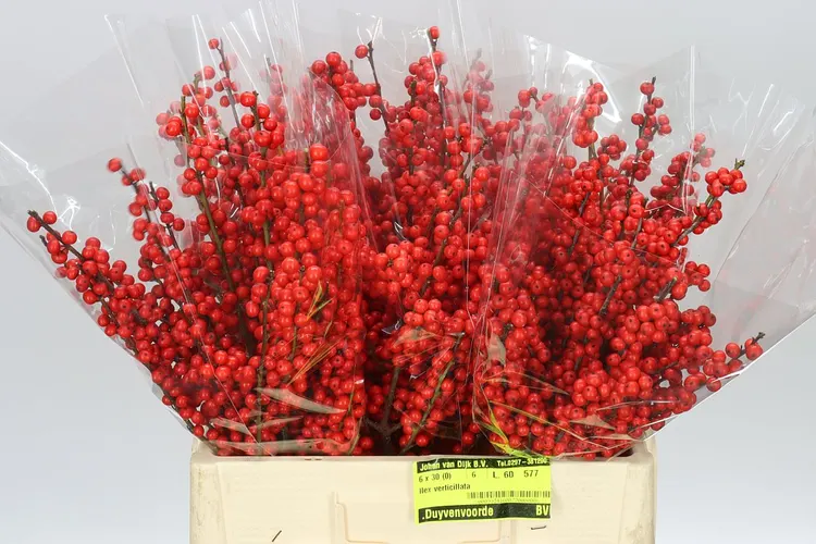 Ilex Verticillata 60 cm