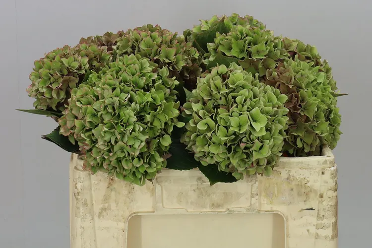 Hortenzie, Hortenzia Rodeo Green Classic