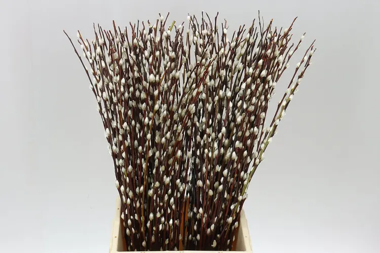 Salix Pussy Willow 70 cm