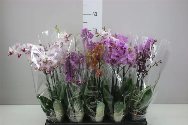 Orchidea Phalaenopsis Mtfl mix, 2 výhony črepník 12 cm