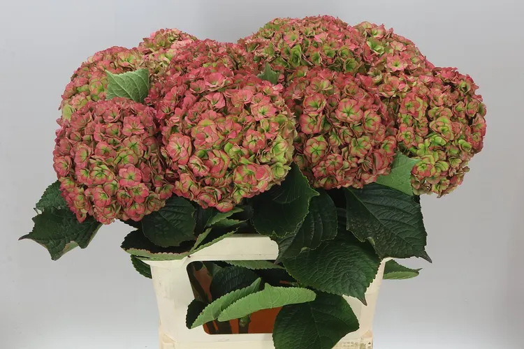 Hortenzia Anastasia Classic 80 cm