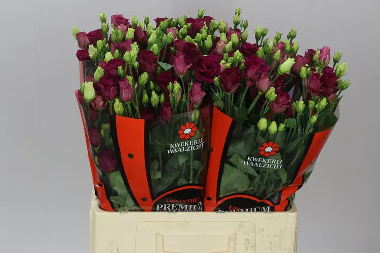 Eus G Arosa Red (it) 72 cm