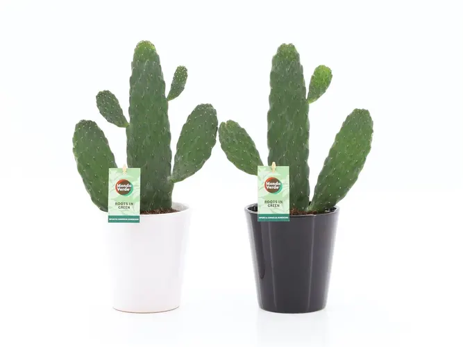 Opuntia Rubescens Consolea v keramike Zwart-wit črepník 13 cm