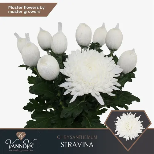 Chr G Stravina 70 cm