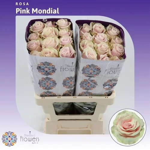 Rosa Gr Ec Pink Mondial 60 cm