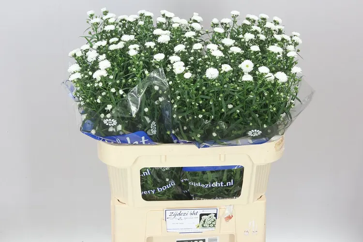 Aster / Astry (hlavný sklad)