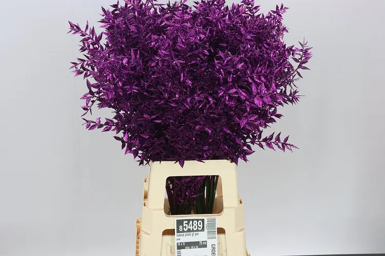 Ruskus Prick Gl Purple 70 cm