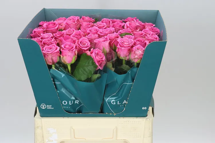 Rosa Gr Charlotte 60 cm